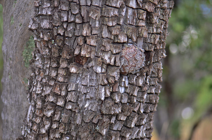 Alligator-Juniper has distinctive bark that is fissured or furrowed into checkered or rectangular plants. Juniperus deppeana 